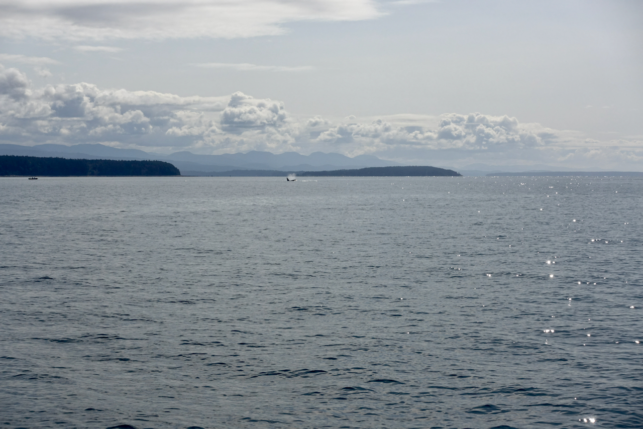 The view from the hike at Teakerine Arm