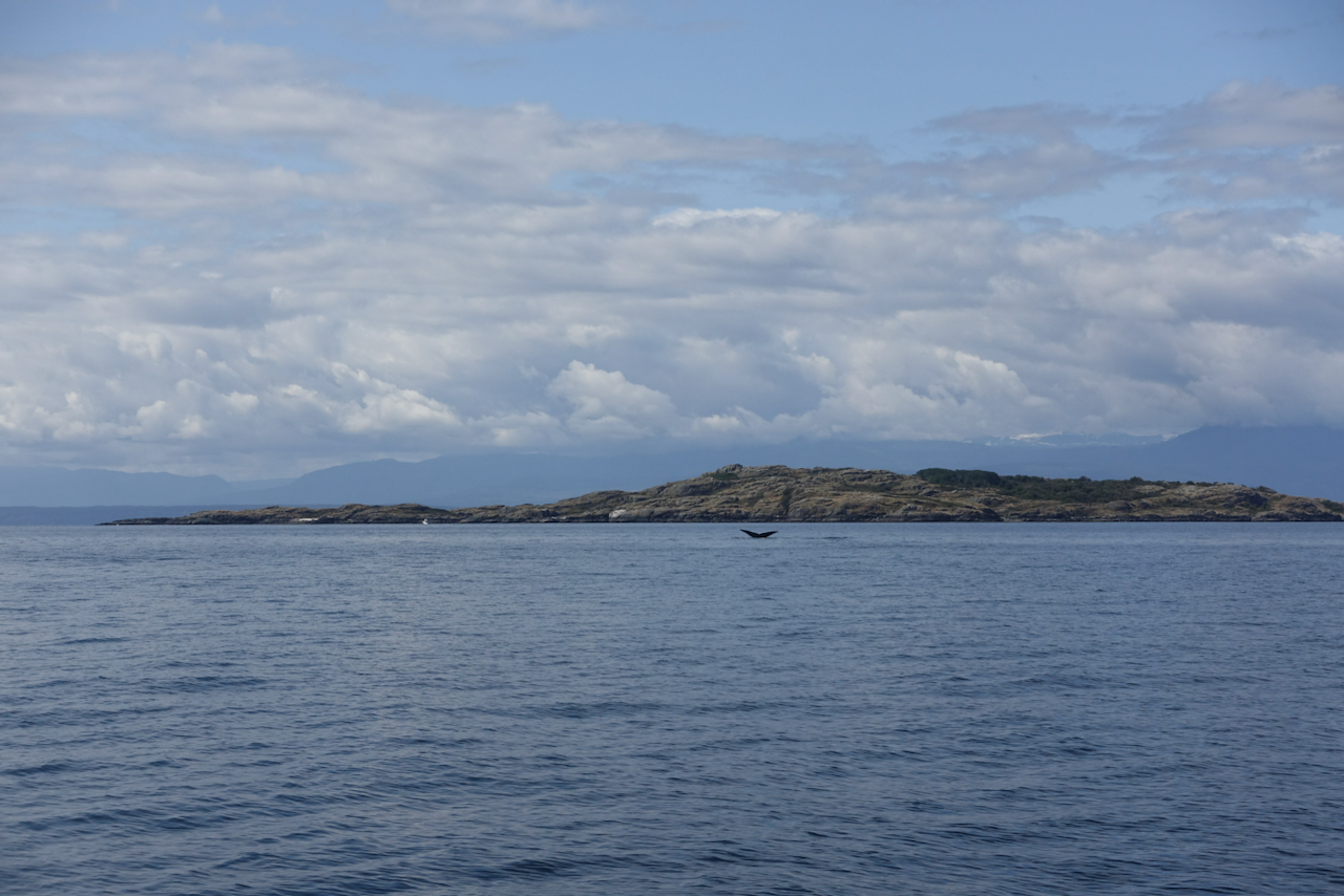 The view from the hike at Teakerine Arm